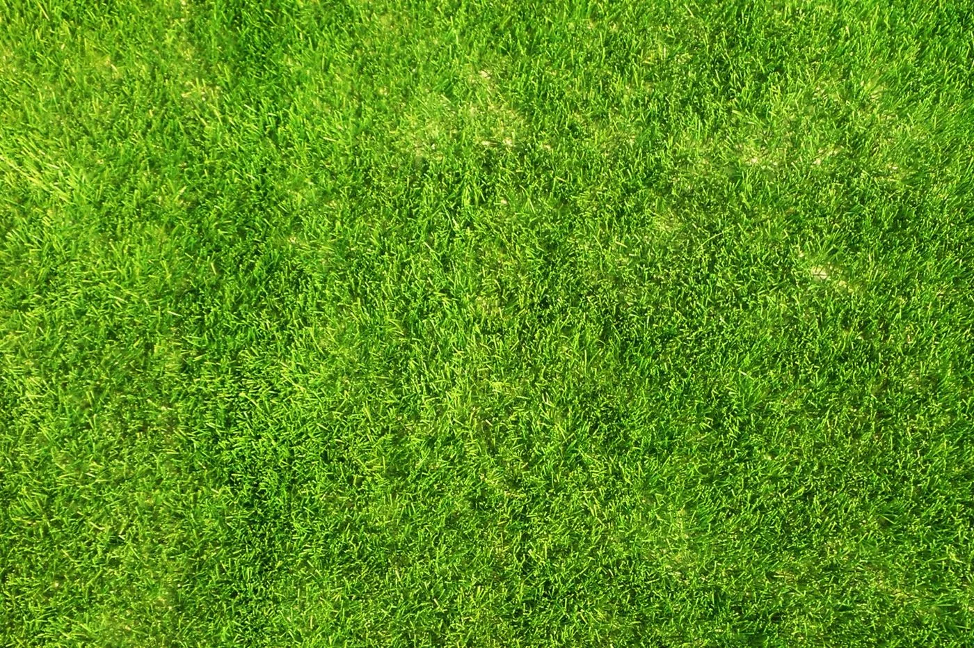 Plantas Curativas y Medicinales: Desinflamar los Riñones con Raíz ... Plantas Curativas y Medicinales: Desinflamar los Riñones con Raíz ...