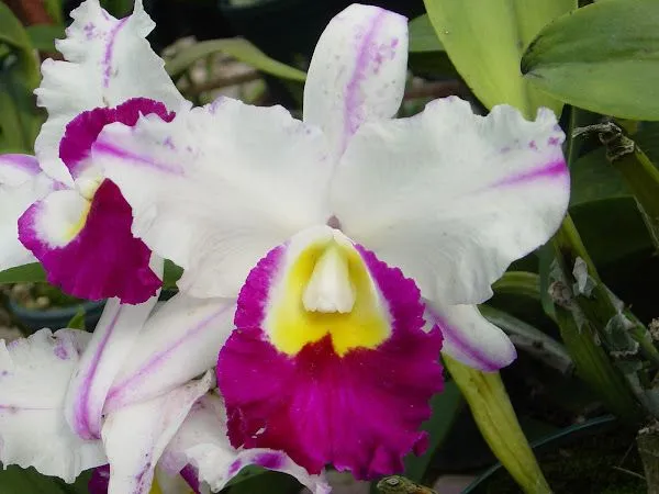 hongos en orquideas | Cuidar de tus plantas es facilisimo. hongos en orquideas | Cuidar de tus plantas es facilisimo.