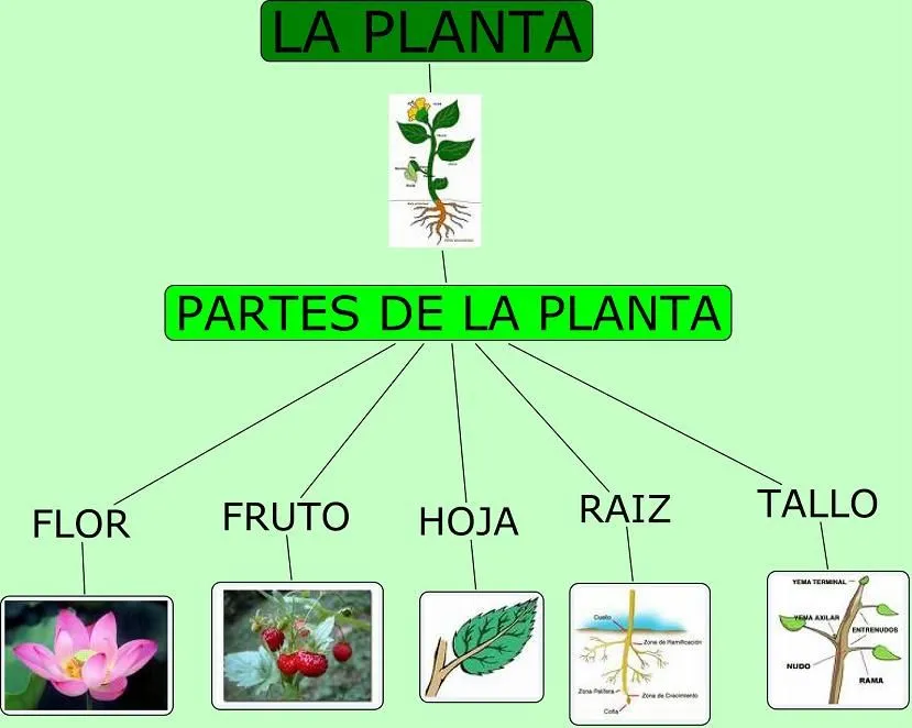 las plantas: esquema de las partes de las plantas