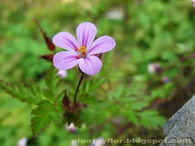 Plantas y flores: Flores de color Lila
