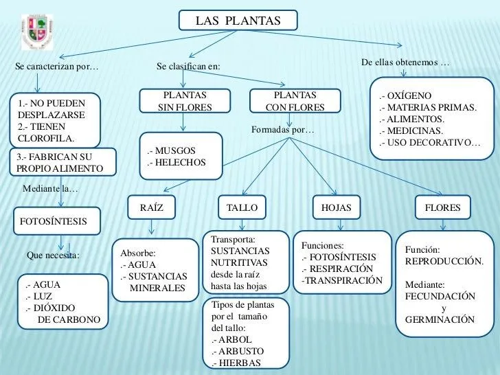 Plantas. mapa conceptual. español
