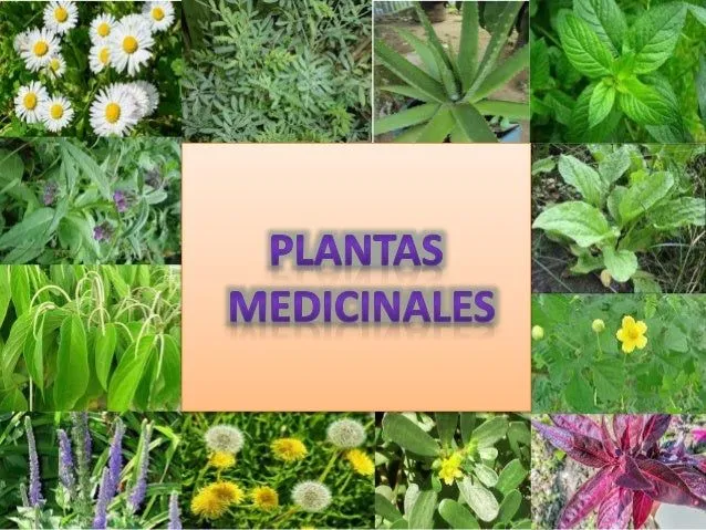 Las Plantas: mayo 2015