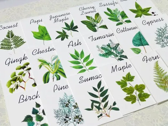 plantas medicinales con sus nombres para colorear - Buscar con ...
