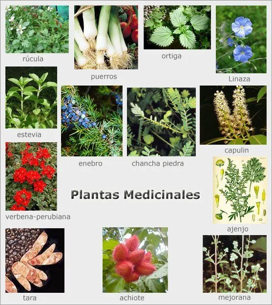 Imagenes de plantas medicinales y sus nombres - Imagui