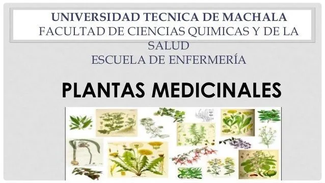 Plantas Medicinales Y Su Uso Sabila - Top News On Brasil - Top ...