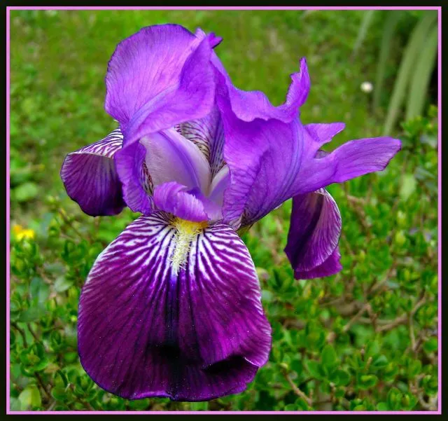 Orquidea morada imagui - Imagui