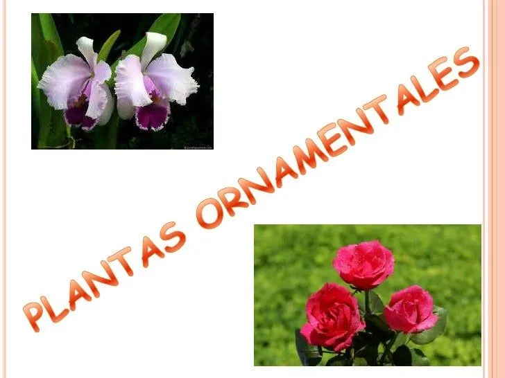 Plantas ornamentales
