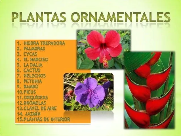 plantas-ornamentales-y- ...
