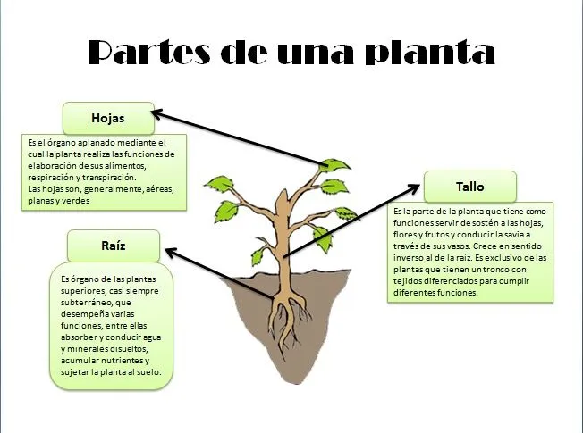 La planta partes y sus funciones - Imagui