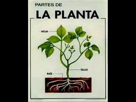 las plantas y sus partes. Funciones, primaria eso - YouTube