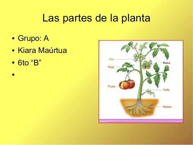 Las plantas y sus partes kiara