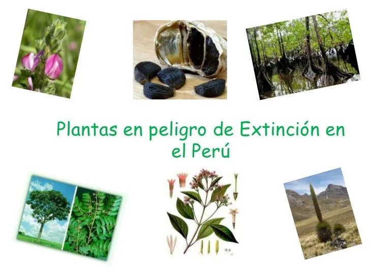 Plantas en peligro de extincion para colorear - Imagui