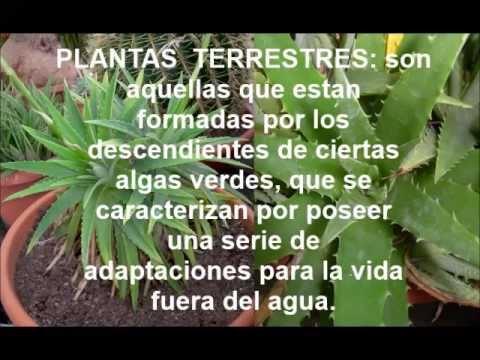 Plantas terrestres y acuáticas - YouTube