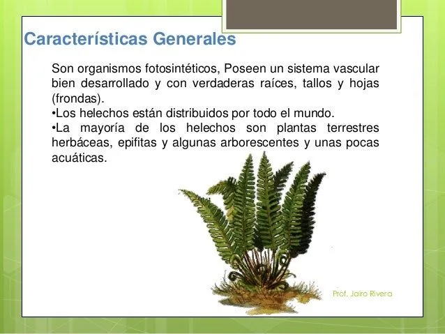 plantas-vasculares-5-638.jpg? ...