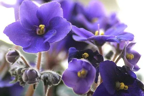 Plantas de verano: Pelargonios y Violetas | Flores, Mantemiento ...