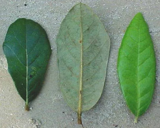 Plantas de Viñales: guía ilustrada - Quercus oleoides subsp. sagraeana