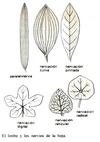 Plantasnet plantas medicinales