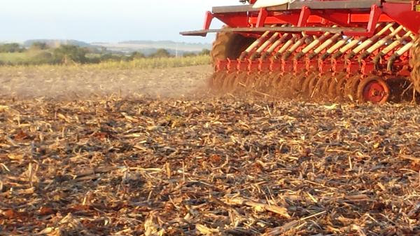 Plantio de trigo no Paraná chega a 51% da superfície