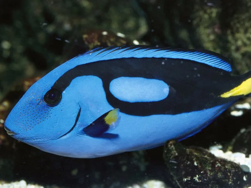 Please, Let's Not Find Dory: Why Buying A Blue Tang Is A Bad Idea ...