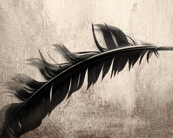 Pluma Wallapaper by ~danianzueto on deviantART Pluma Wallapaper by ~danianzueto on deviantART