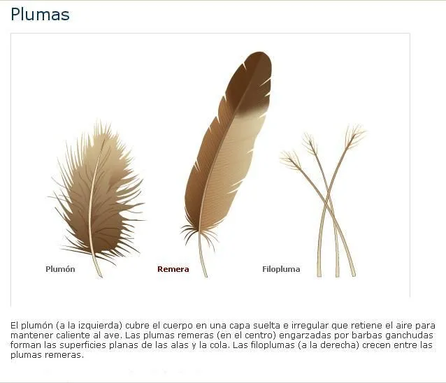 El Plumaje de las Aves | La guía de Biología