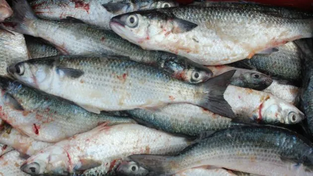 Población de Madre de Dios consume peces contaminados | Actualidad ...