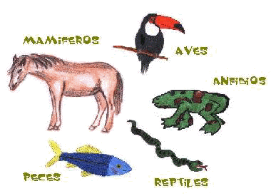 Imagenes de animales vertebrados e invertebrados para imprimir ...