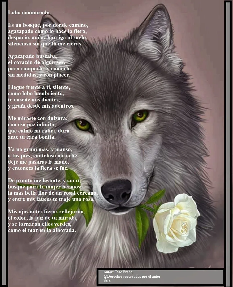 Poemas de amor para ti: Lobo enamorado