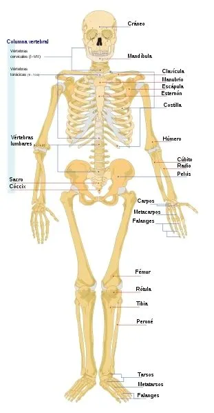 Imagenes del esqueleto humano y sus partes - Imagui