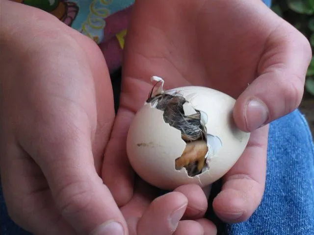 hatching chick/ pollito rompiendo cascaron on Vimeo hatching chick/ pollito rompiendo cascaron on Vimeo