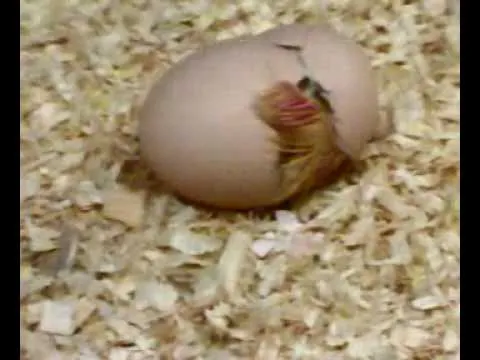 pollito naciendo del huevo - YouTube
