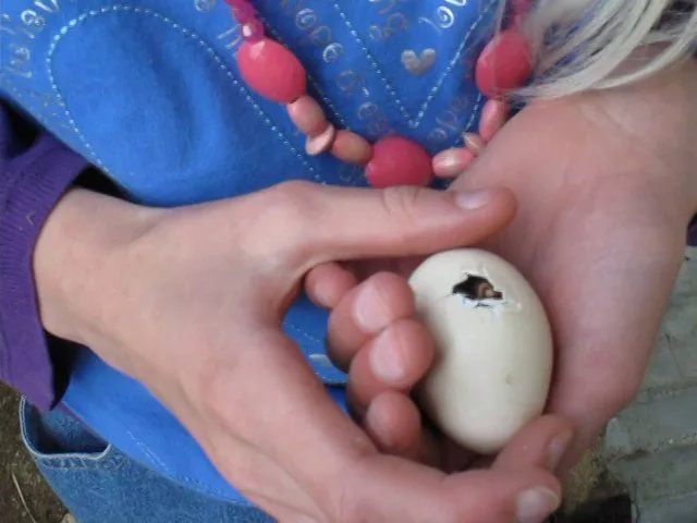 Pollito Numero Dos se asoma por el cascaron... on Vimeo Pollito Numero Dos se asoma por el cascaron... on Vimeo