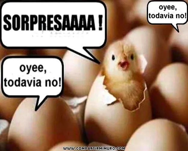 Pollito Saliendo del Cascaron | IMAGENES PARA COMPARTIR Pollito Saliendo del Cascaron | IMAGENES PARA COMPARTIR