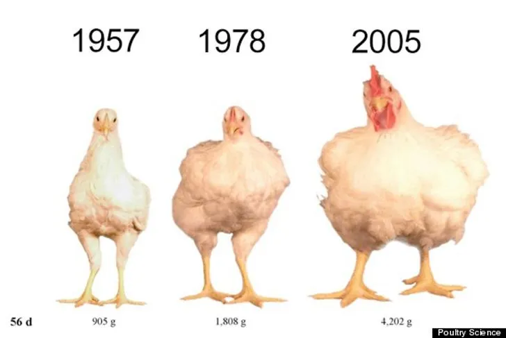 Los pollos se ven ridículamente más grandes que en 1950. Y aquí te ...