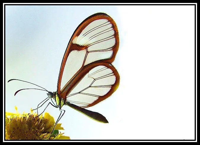 La mariposa | Cuentos Cortos