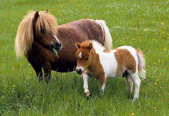 Pony and Foal - Ponies Photo (5018803) - Fanpop