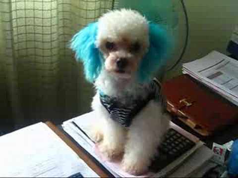 Poodle Exclusivo - Cannis Desktopus - El Perro de Escritorio - YouTube
