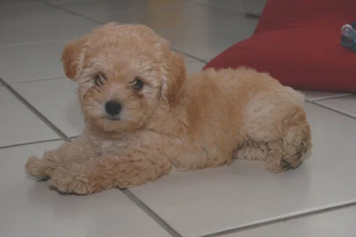 Poodle Micro Toy em Fortaleza - Baby Dog Pet Shop & Veterinária