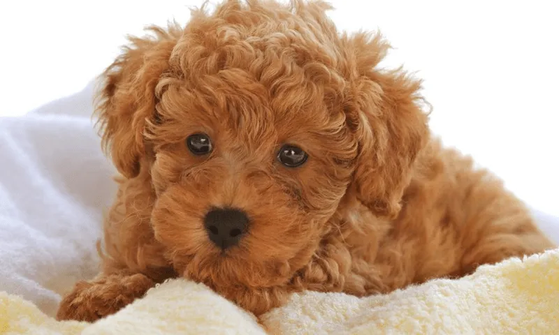 Poodle Wallpapers - Android Apps on Google Play