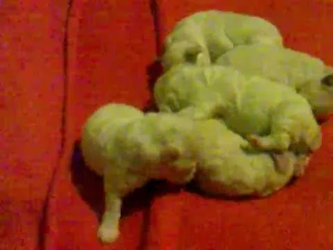 Poodles Recien Nacidos - YouTube