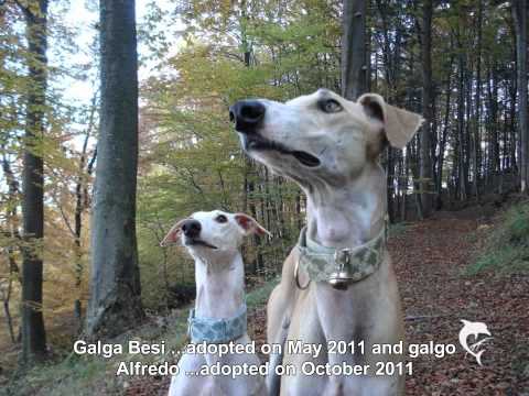 Popular Sighthound and Galgo Español videos PlayList