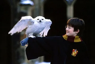 Popularidad de Harry Potter Aumenta Número de Lechuzas Abandonadas ...