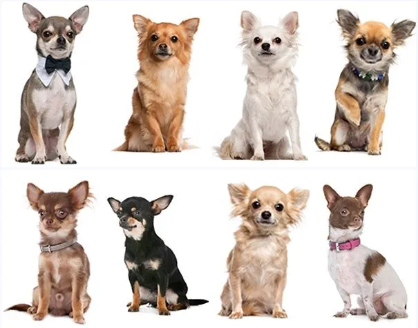 El porqué de la popularidad de los Chihuahuas - Ocio
