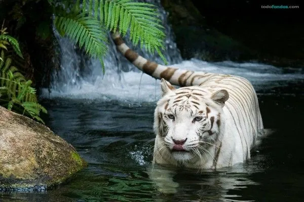 Portada para Facebook: Tigre blanco (502)