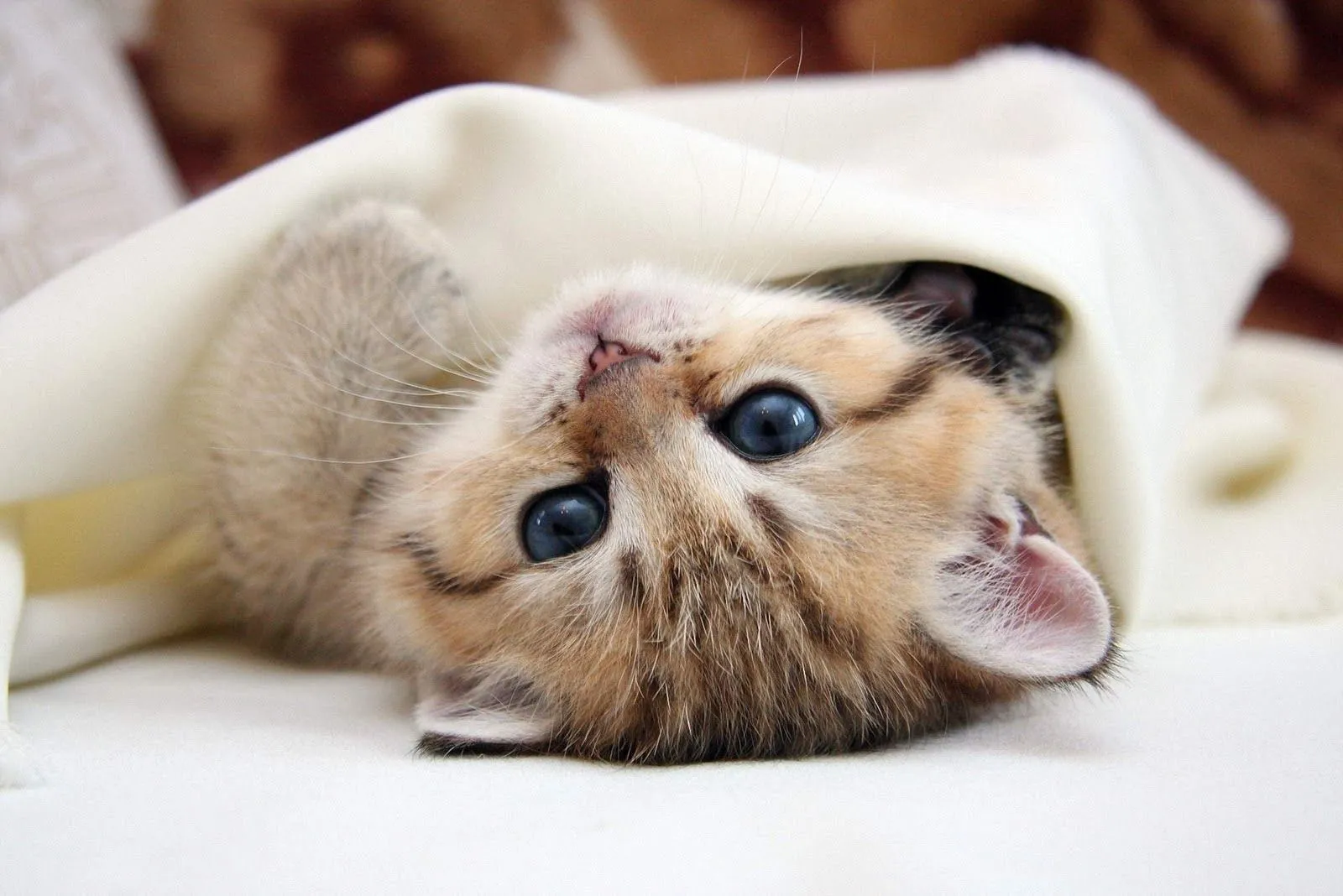 Portadas de gatos para facebook - Portadas para facebook Portadas de gatos para facebook - Portadas para facebook