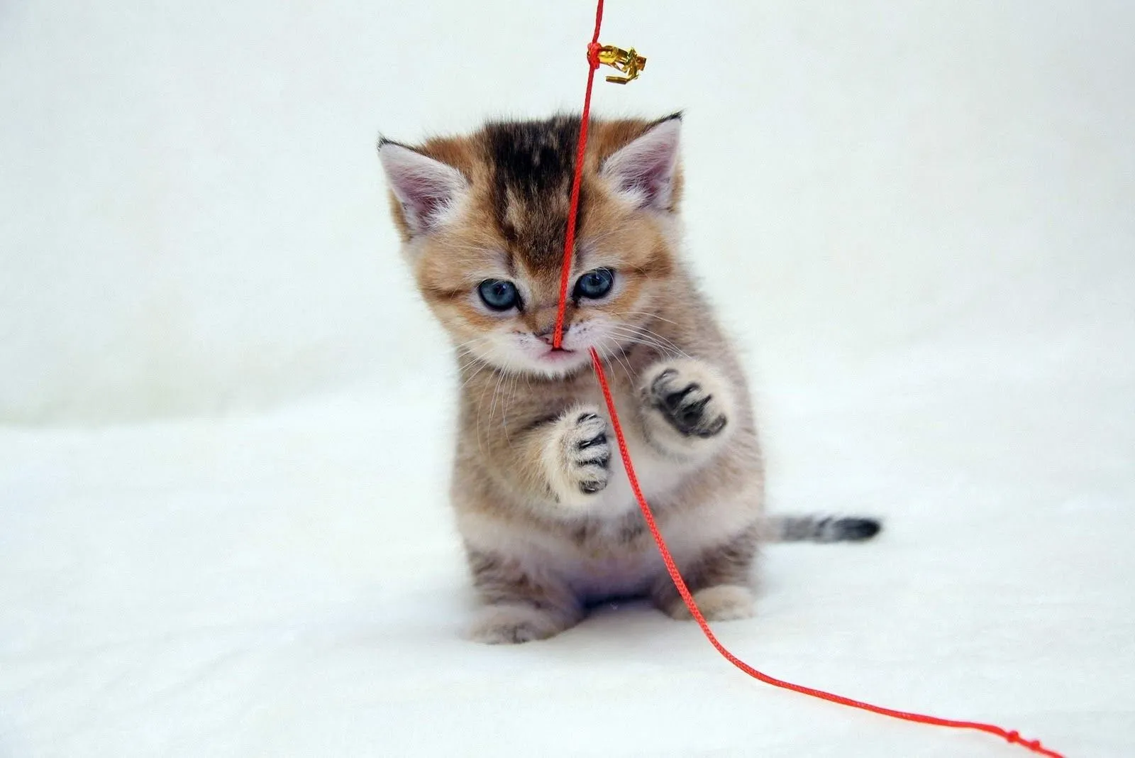 Portadas de gatos para facebook - Portadas para facebook Portadas de gatos para facebook - Portadas para facebook