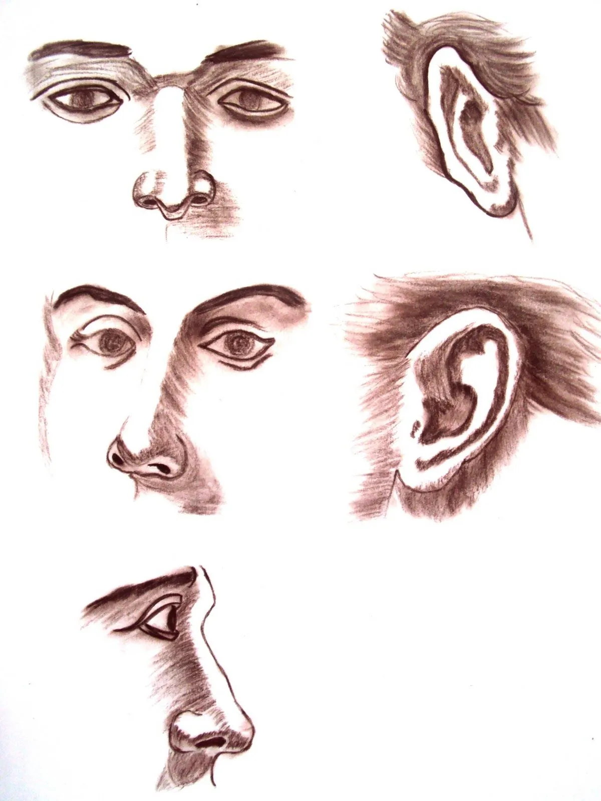 Portafolio Daniela Castro: Rostro: Ojos, Nariz, Boca y Orejas. Portafolio Daniela Castro: Rostro: Ojos, Nariz, Boca y Orejas.