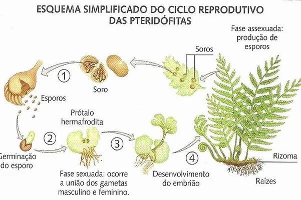 Portal del Profesor - Como acontece a reprodução sexuada nas plantas?
