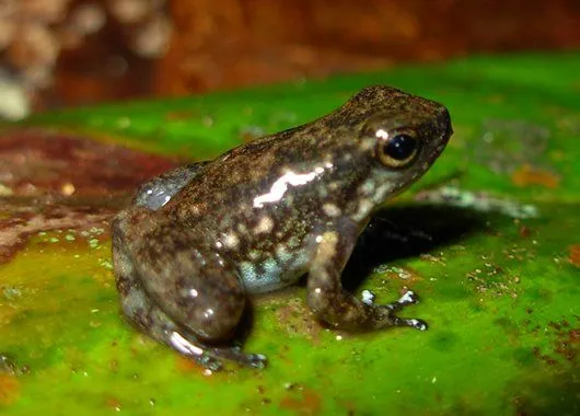posadauribe.blogspot.com: 10 nuevas especies de ranas en Colombia posadauribe.blogspot.com: 10 nuevas especies de ranas en Colombia