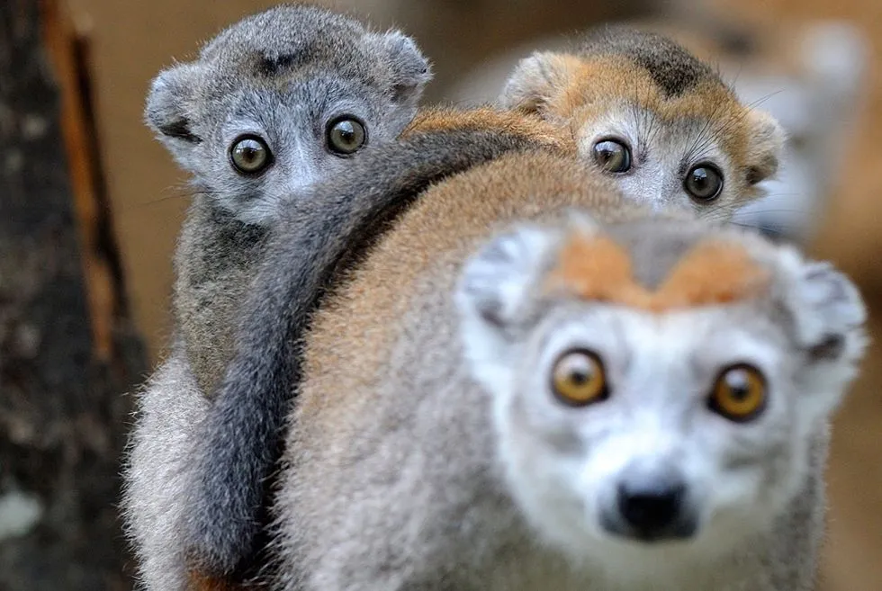 Post: Las 26 fotos de los animales más adorables y sorprendentes ...
